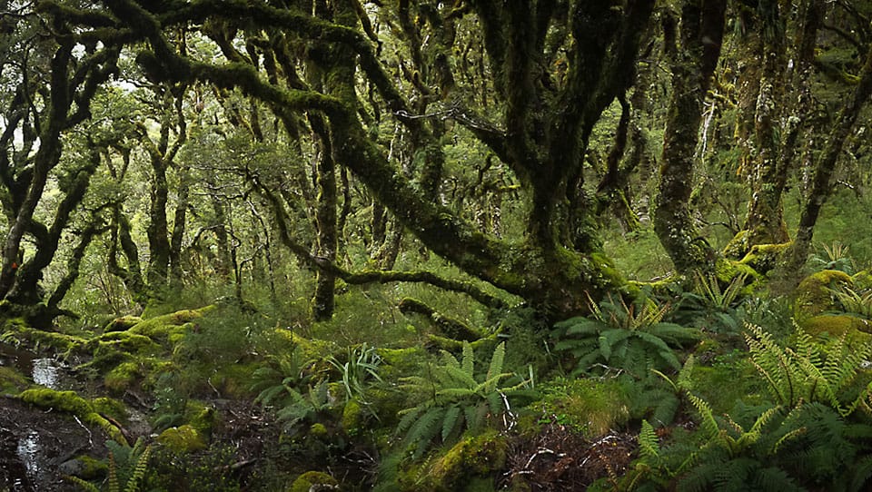 The fiordland bush in all it's lush water-filled glory. © Graham Dainty