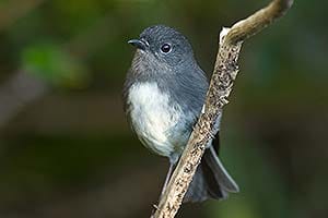 South Island robin. © Graham Dainty